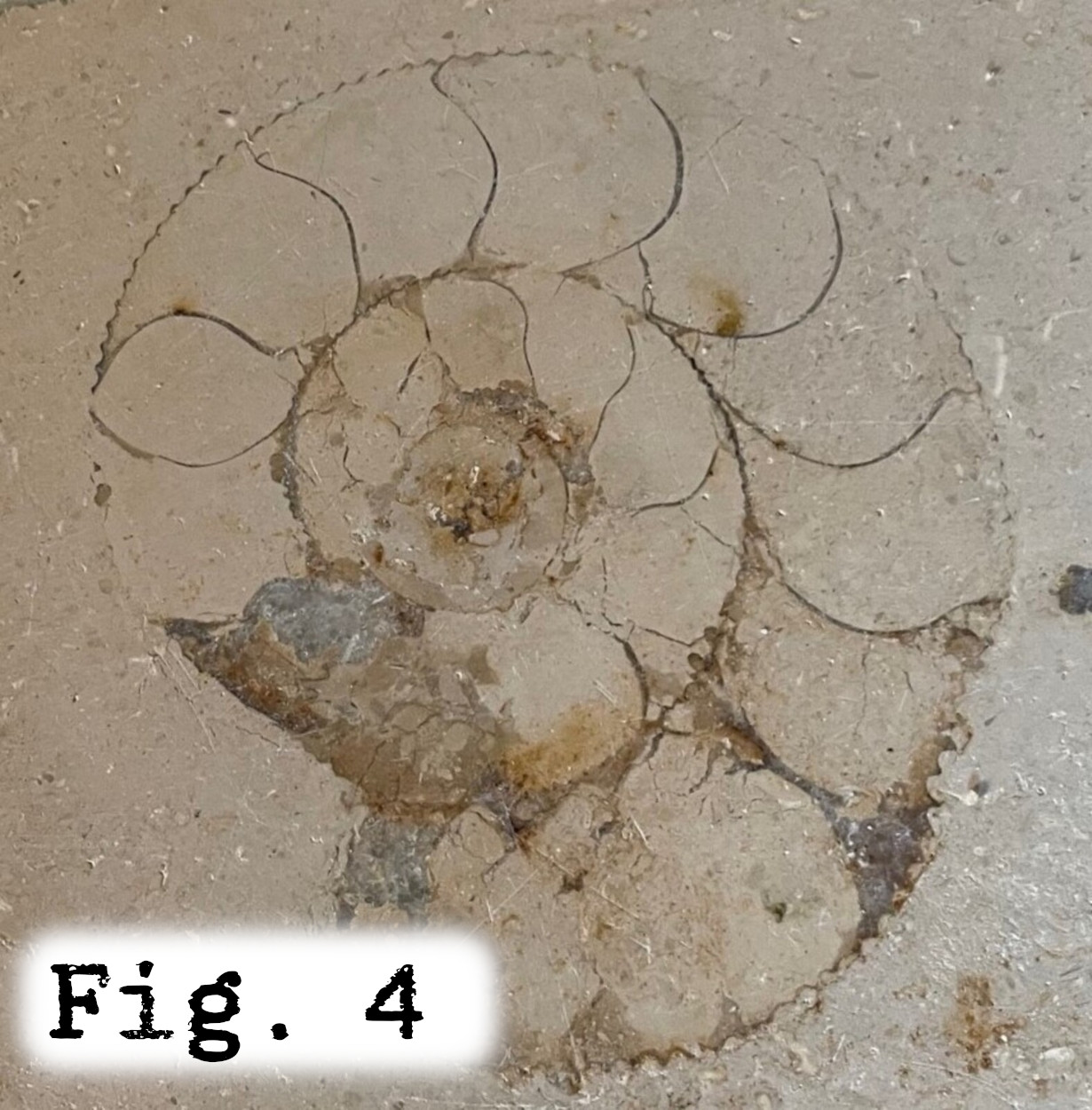 Fig.4