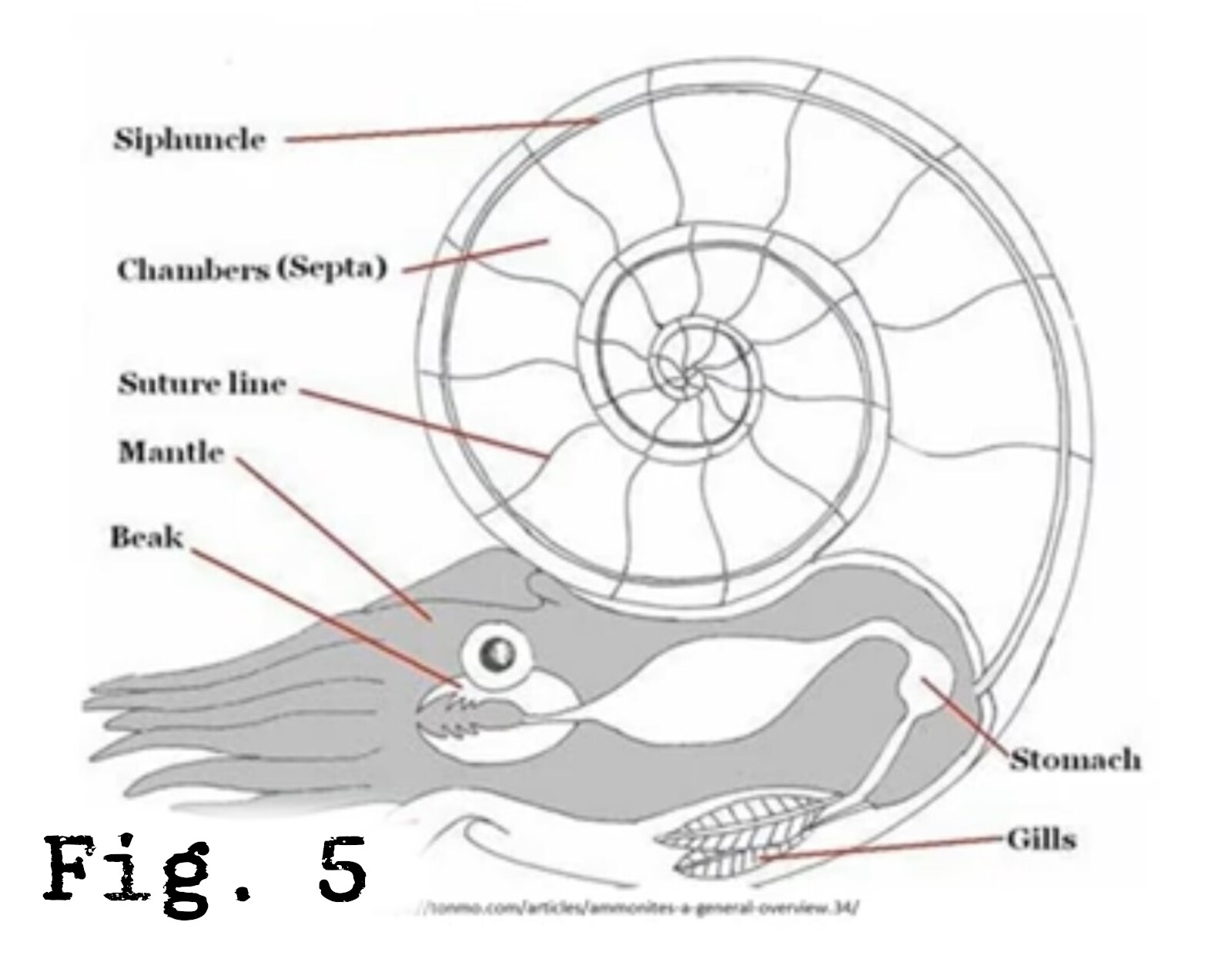 Fig.5