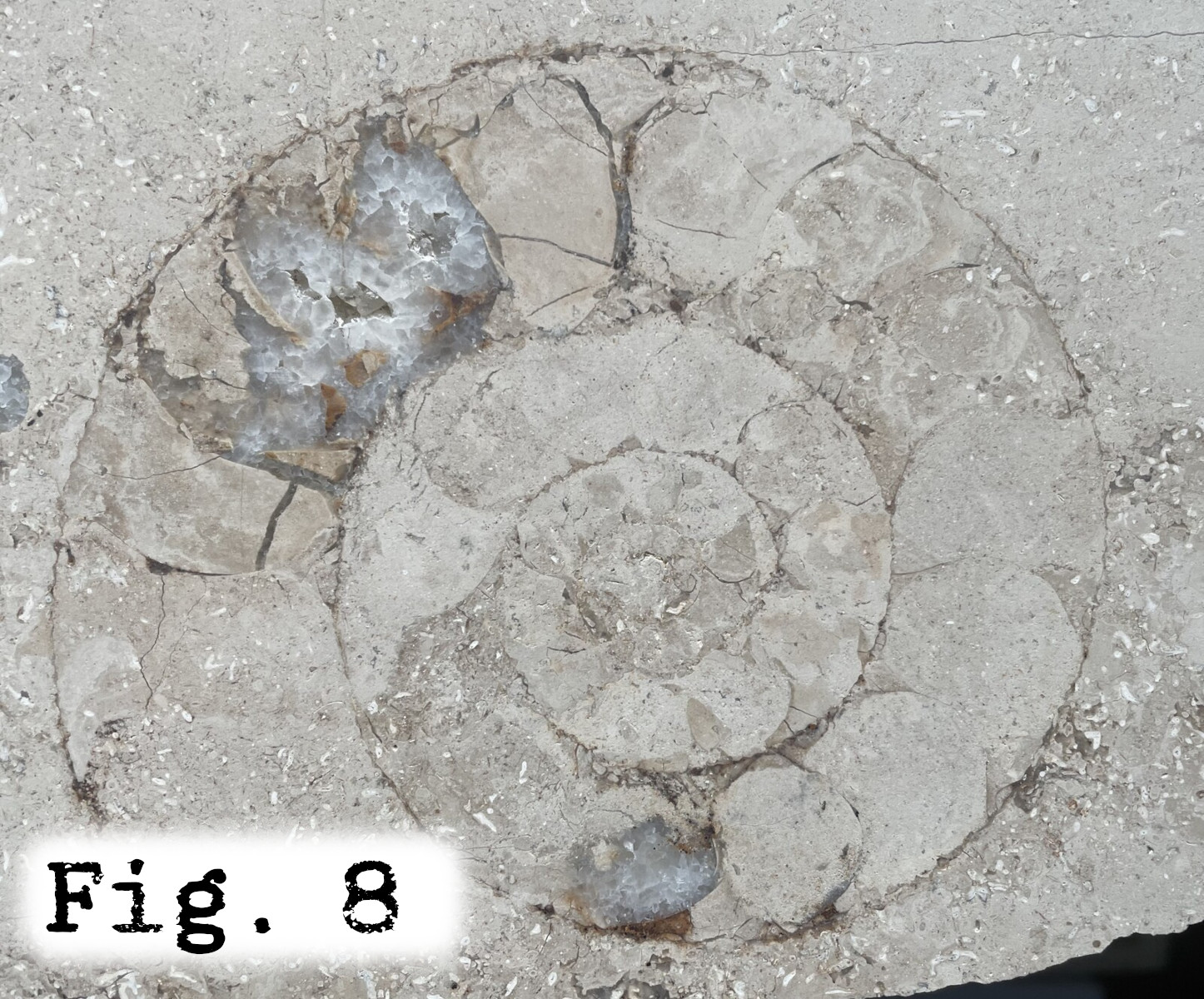 Fig.8