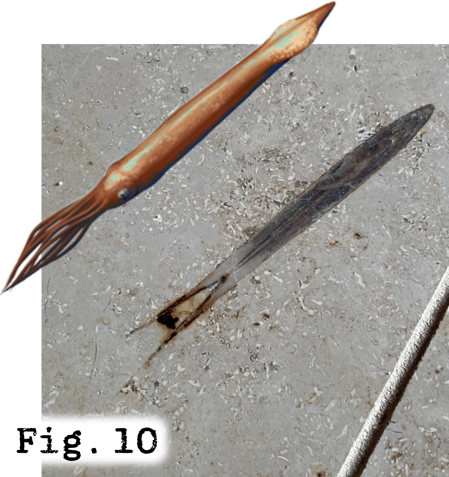 Fig.10