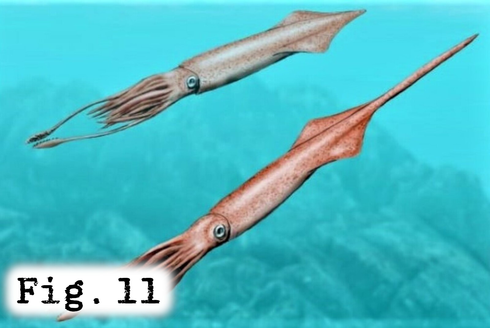 Fig.11