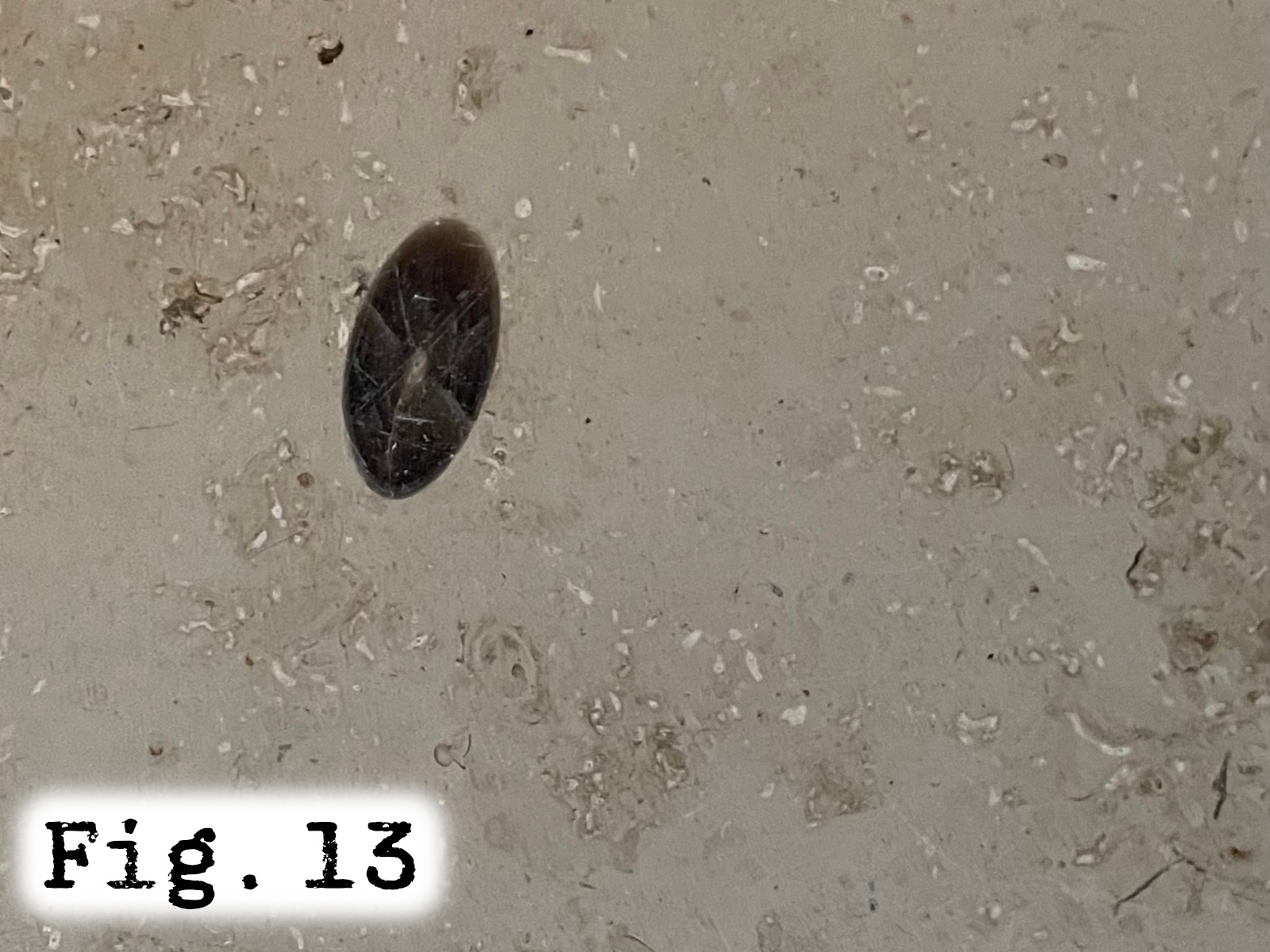 Fig.13
