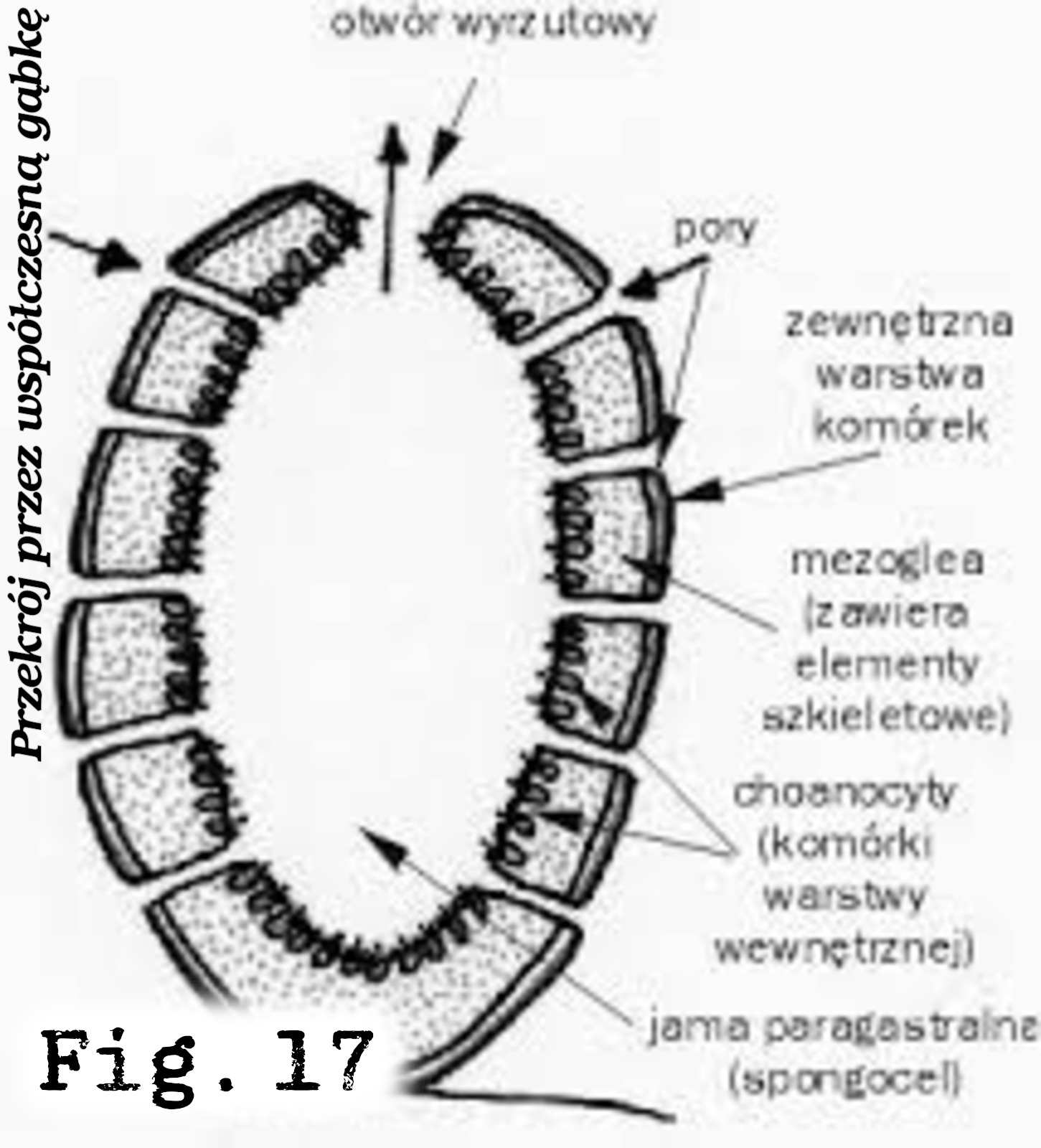 Fig.17 Przekrój przez współczesną gąbkę