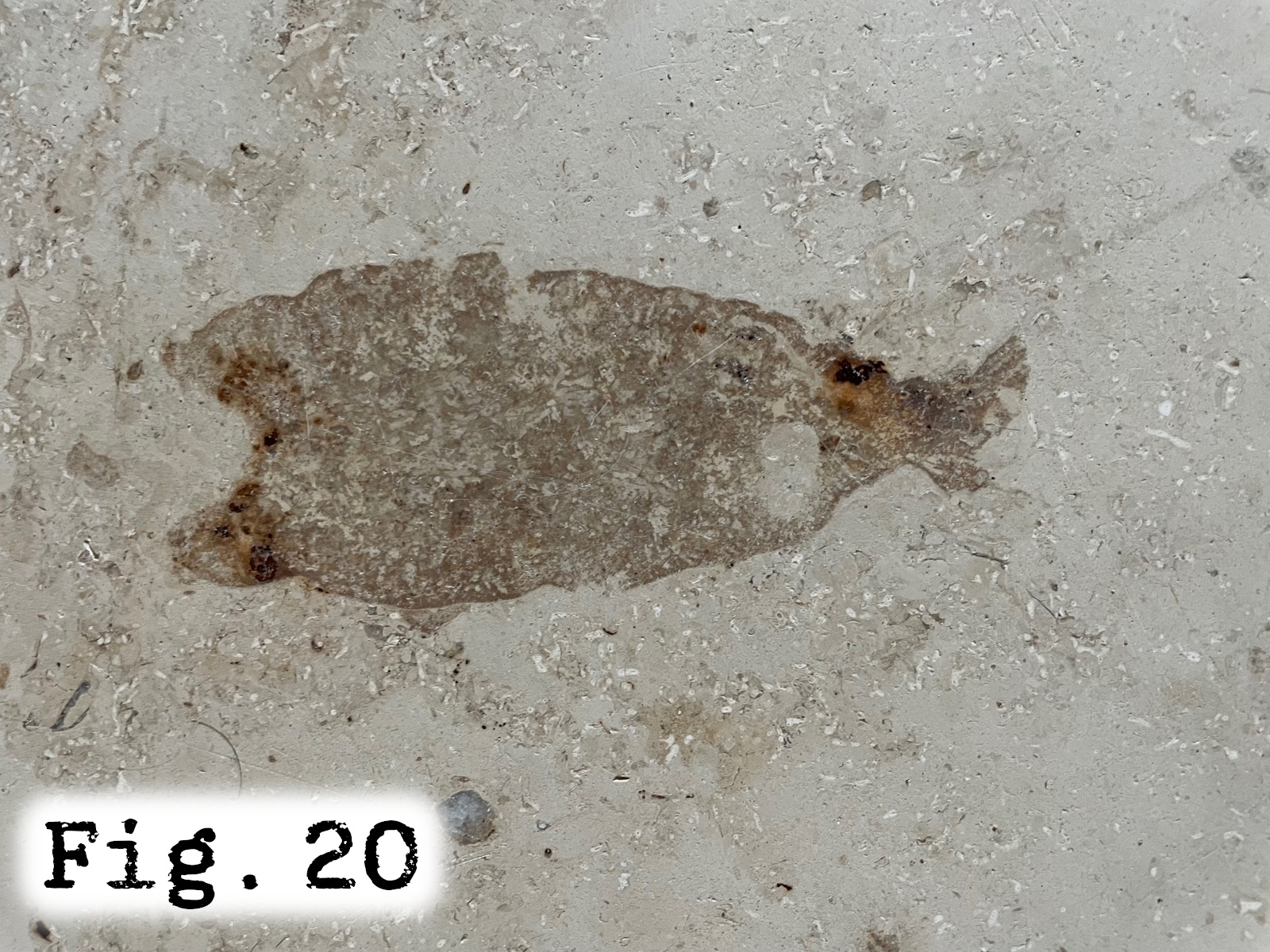Fig.20