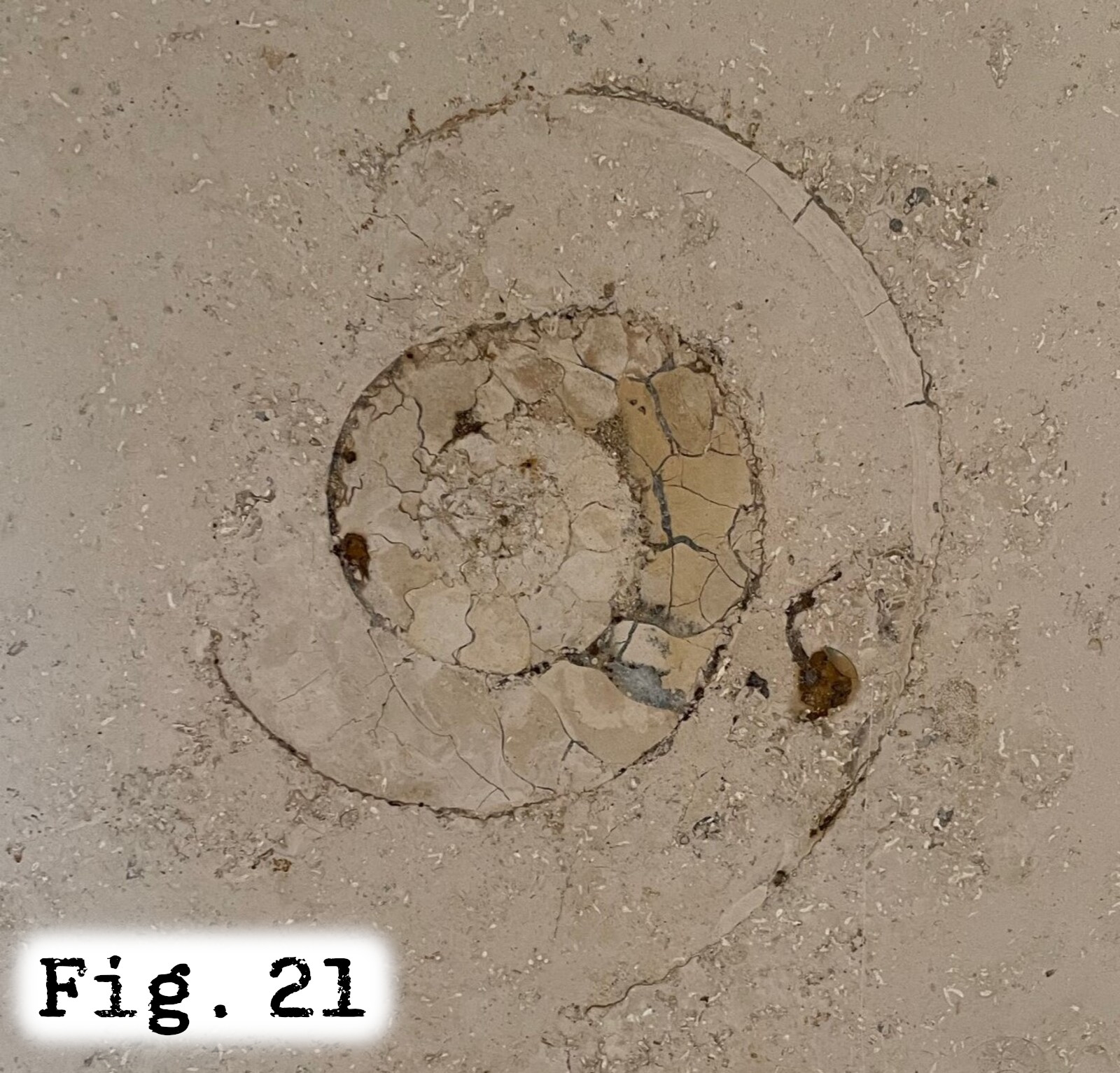 Fig.21