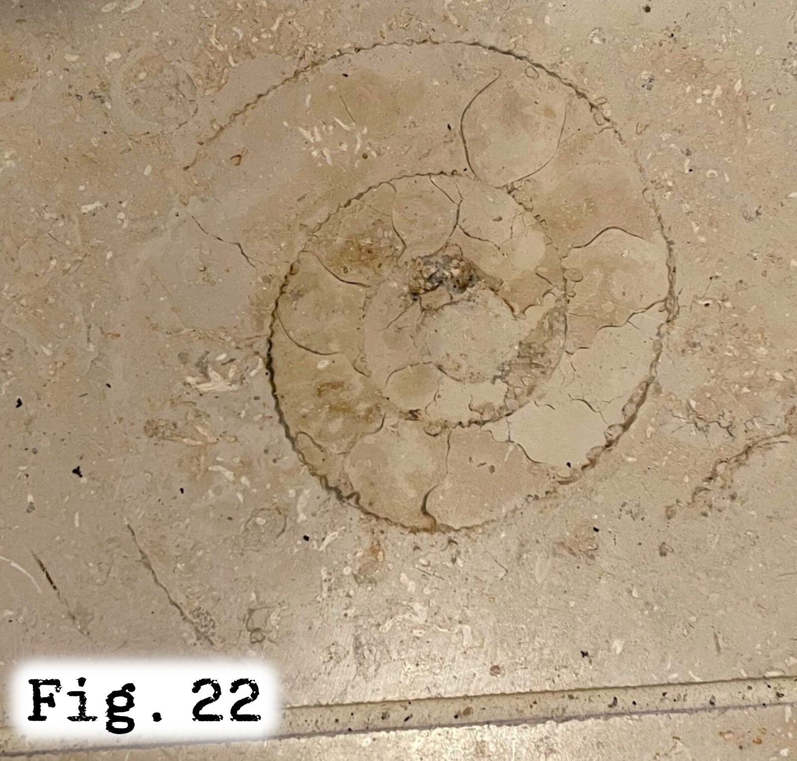 Fig.22